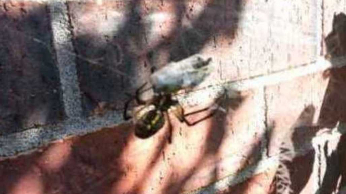 Bee Gets Tangled in a Web Not of Its Making