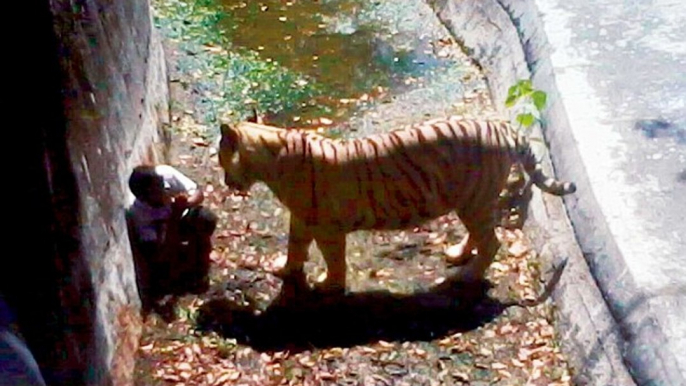 white tiger attack in delhi zoo