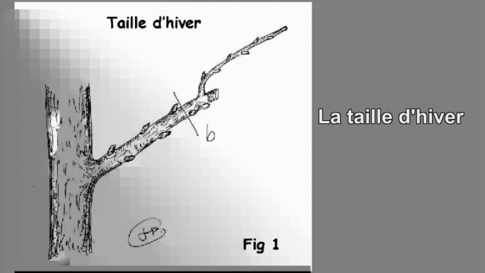 Réussir la taille d'hiver pour vos arbres fruitiers