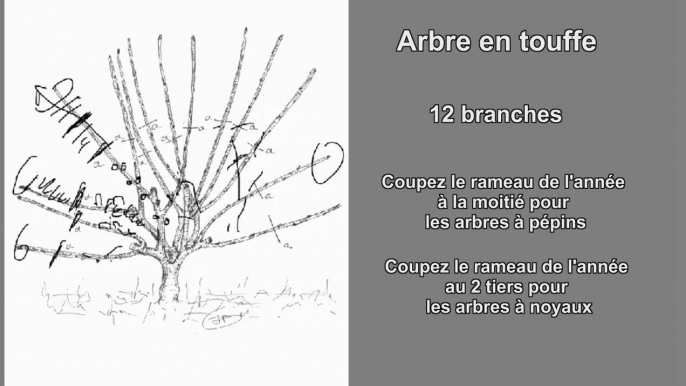 Gratuit, taille de formation la plus facile et rapide pour tous les arbres fruitiers