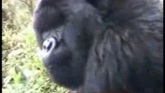 Insanely Close Encounter With Gorilla