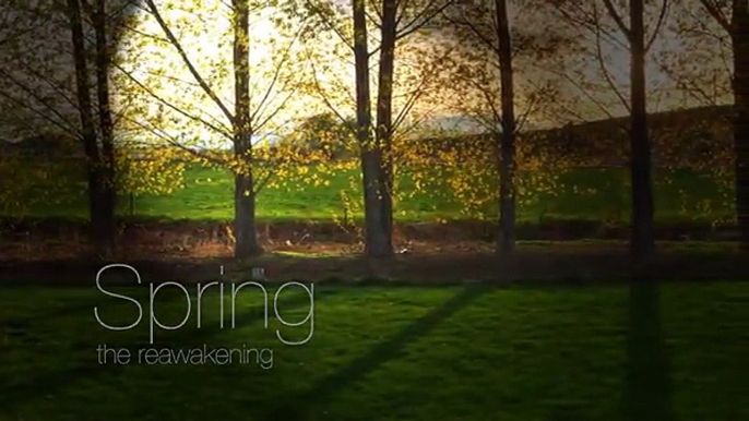 Spring - The Reawakening