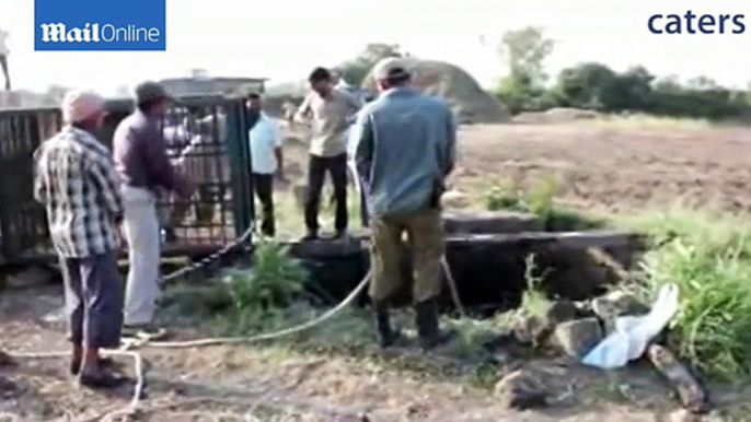 Saved by the well! Endangered Asiatic lion rescued after slip