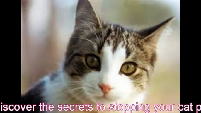 How to Stop Cat Peeing - Stop Cats Spraying