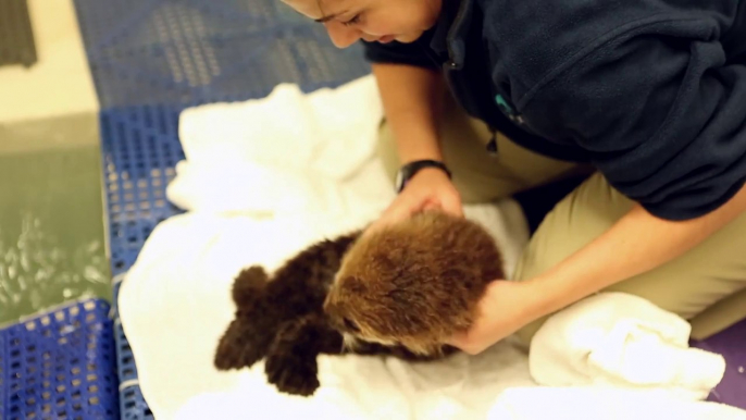 Bébé loutre adorable : nouveau venu dans l'aquarium de Shedd!