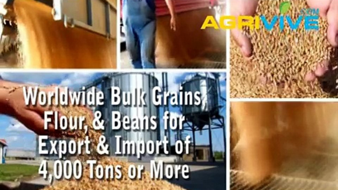 Purchase Bulk Soybeans for Import, Soybeans Importing, Soybeans Importers, Soybeans Importer, Soybeans Imports