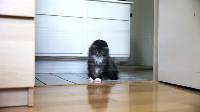 Troller son chat avec un laser : Faceplant du pauvre animal!