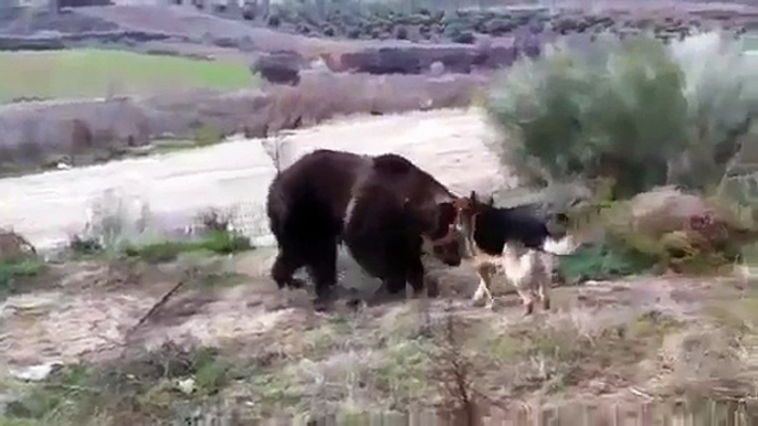 When Crazy Animals Attack Dog attacks Rabid Grizzly Bear ~ Best Funny Animals 2014