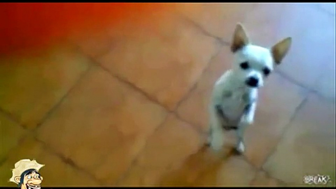 Whatsapp Videos Engraçados 2014 Melhores Videos Engraçados Gatos e Cachorros Videos Para Rir