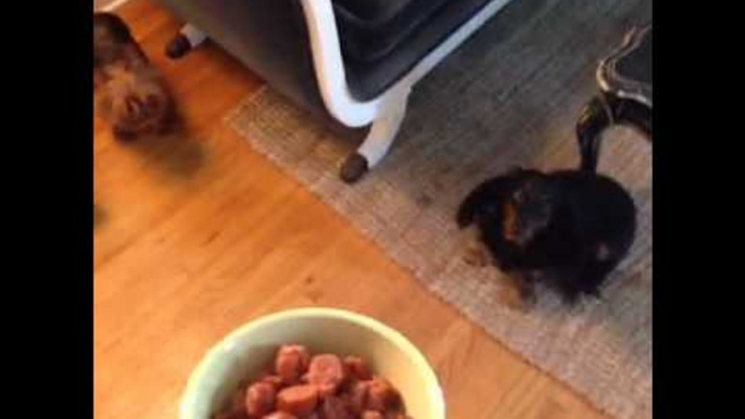 I can't figure out why my dogs aren't excited to eat???: Brittany Furlan's Vine #296