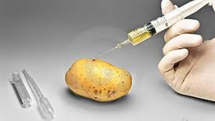 WARNING: USDA APPROVES GENETICALLY MODIFIED GMO POTATO