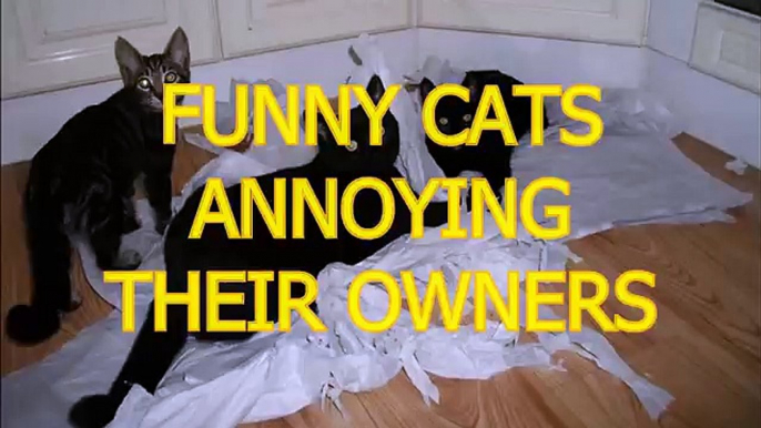 Funny cats annoying owners - Cute cat compilation