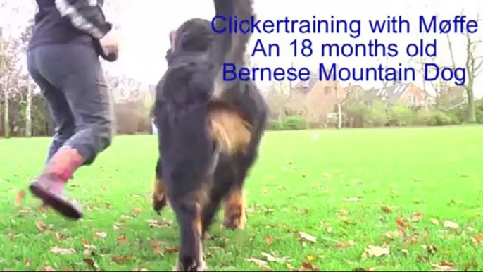 Clickertraining with Møffe 18 months part 2