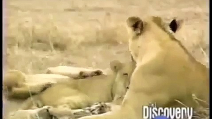 Crater Lions of Ngorongoro African Animals Wildlife Documentary, Discovery Channel