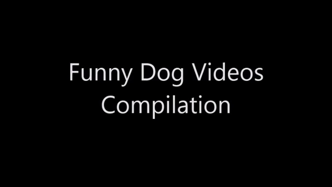 Funny Videos - Extremely Funny Animal Videos - Funny Dogs Videos Compilation - Funny Cats Vines