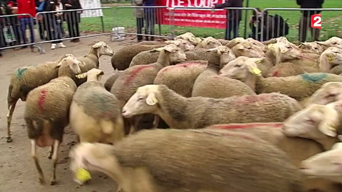 Les bergers manifestent contre la prolifération du loup en France