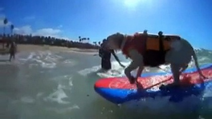 Dogs surfing competition in California. courtesy The Guardian