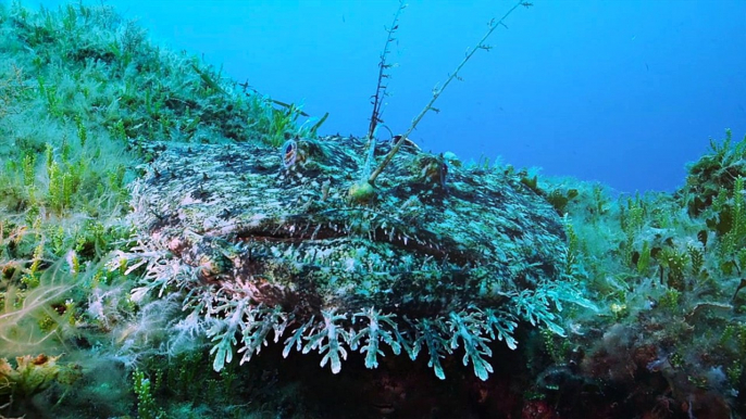 Méditerranea, festival de l'Image sous marine et de l'aventure 2014