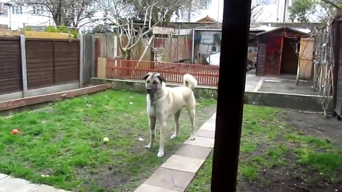 Dog is excited to see his owner returned from the army