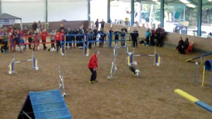 Carlos & Ringo y Lucia & Baxter - AGILITY EQUIPOS - III COPA FAA [30-11-2014 Castrillón - Asturias]