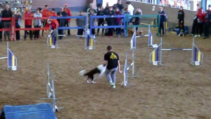 Fer & Zoe y Alex & Lumy - AGILITY EQUIPOS - III COPA FAA [30-11-2014 Castrillón - Asturias]