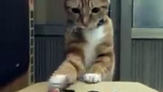 Un chat trop mignon joue au jeu de la taupe avec un doigt humain!