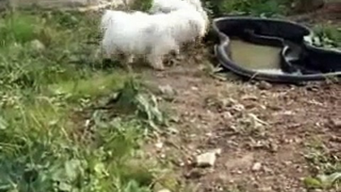 Bichon Frise 6 months old-Chuck & Gizmo in the garden at work..part 2.MPG