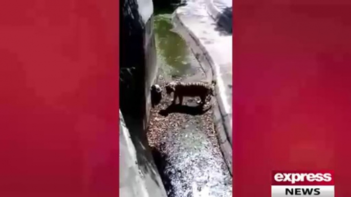 Actual Video of Tiger Attack in Delhi Zoo - Video Dailymotion