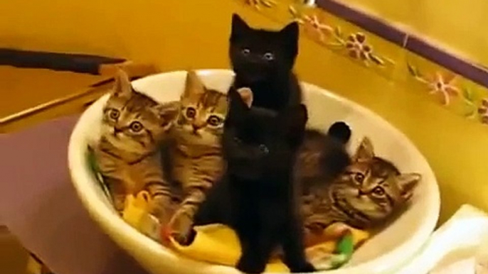 5 Crazy Funny cats 5 Şaşkın Kedi Yavrusu Komik Kedi Videoları