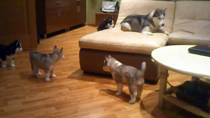 Maman Husky et ses 8 bébés chiens... Adorable!