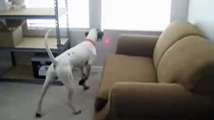 DOG + LASER = best moment of your life! Hilarious dog prank