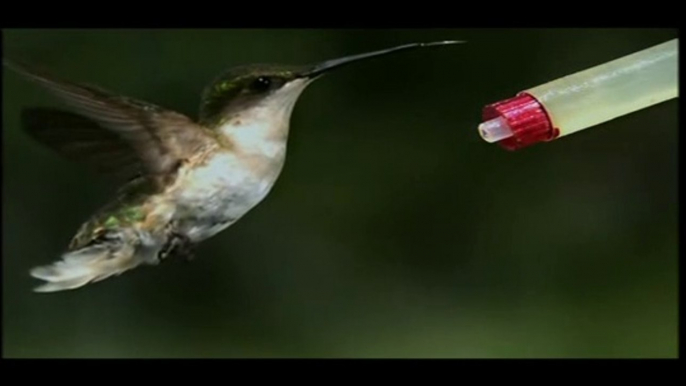 COLIBRÍ - A CÁMARA SUPER LENTA - DOCUMENTAL