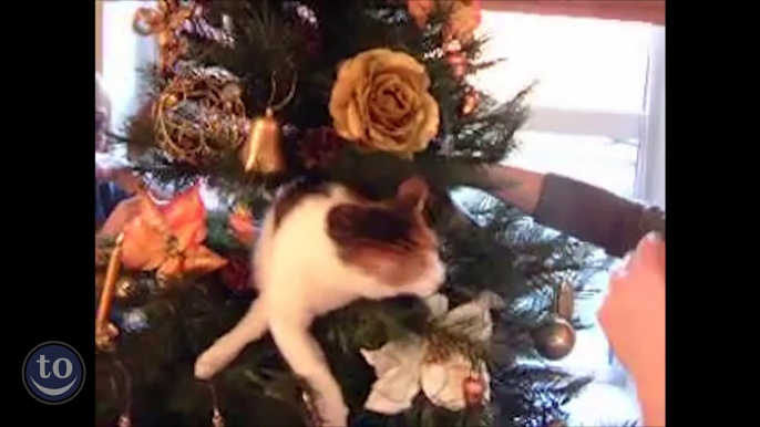 Nos chats détestent les Sapins de Noël - Compilation de Chats VS Arbres de Noël