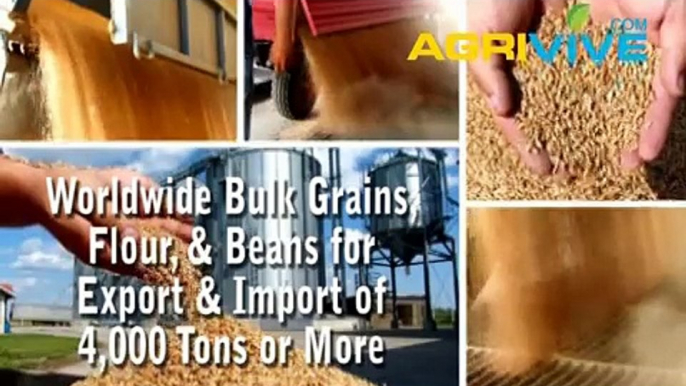 Acquire Bulk Wheat for Exporting, Wheat Exporters, Wheat Exporter, Wheat Exports, Export, Export