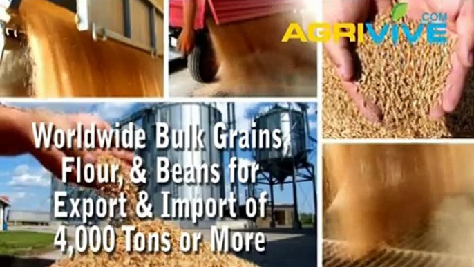 Buy Bulk Wheat, Wheat Exporting, Wheat Exporters, Wheat Exporter, Wheat Exports, Wheat Export