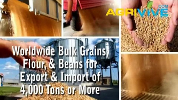 Buy Bulk Wheat for Import, Wheat Importer, Wheat Imports, Wheat Importing, Wheat Importers