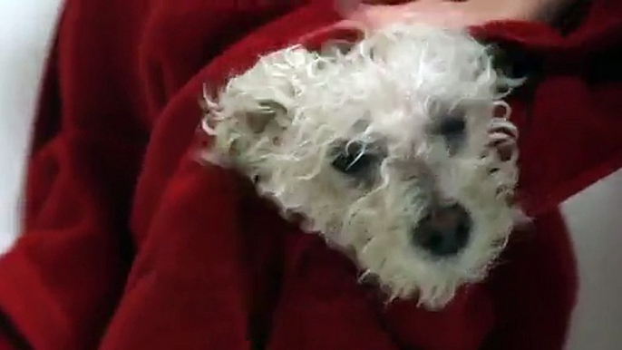 Dawson The Cutest Bichon Frise Dog Ever Gets A Bath