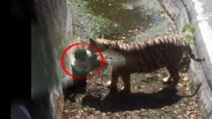 White tiger attack and kill a boy in the Delhi Zoo, India