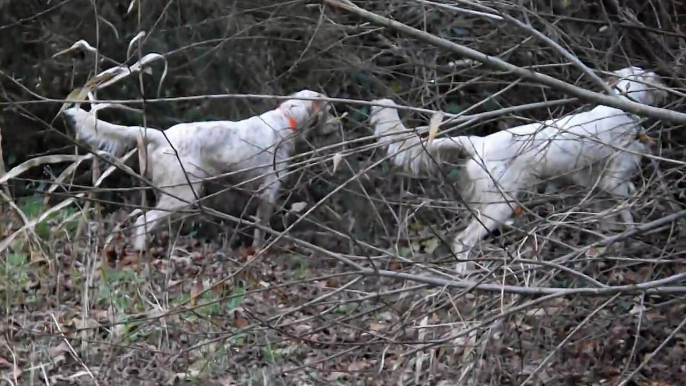 setters à l'arrêt sur bécasse