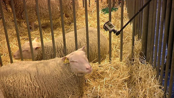 Les selfies ont la cote au Salon de l'Agriculture