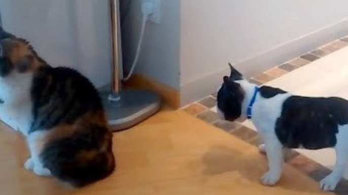 Sage Cat Ignores Excited Puppy