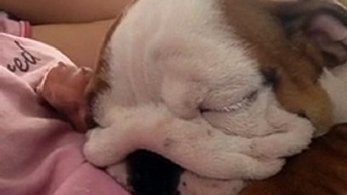 Funny English Bulldog Puppy Snores While Sleeping