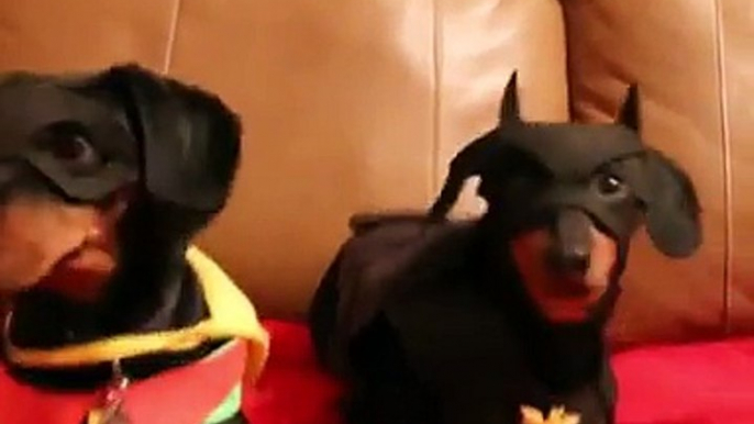 BATDOG & Robin : des chiens trop mignons dans le rôle de Batman et robin!