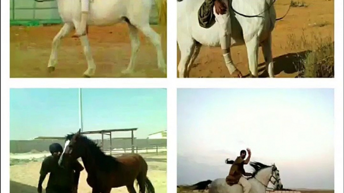 Riding Horses ( Arabian Riding )