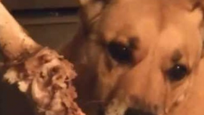 Delighted Dog Chews on Huge Bone