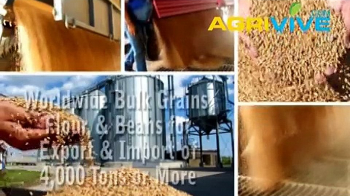 Buy Bulk Feed Wheat for Export, Feed Wheat Exporter, Feed Wheat Exports, Feed Wheat Exporting, Feed Wheat Exporters, Feed Wheat Grade 1, Feed Wheat Grade 2, Feed Wheat Grade 3