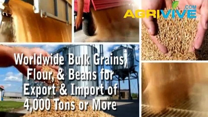 Purchase Bulk Feed Wheat for Export, Feed Wheat Exporting, Feed Wheat Exporters, Feed Wheat Exporter, Feed Wheat Exports, Feed Wheat Grade 1, Feed Wheat Grade 2, Feed Wheat Grade 3