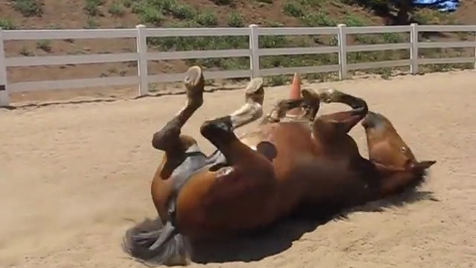 Funny Horse Farts: Passing Gas