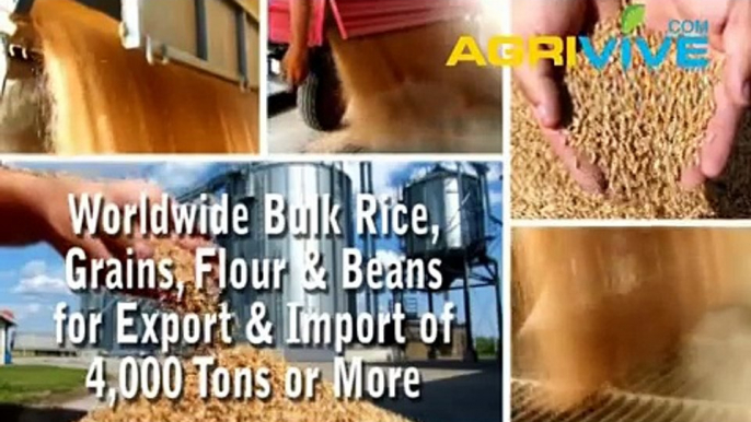 Buy Bulk White Rice for Export, White Rice Exporter, White Rice Exports, White Rice Exporting, White Rice Exporters