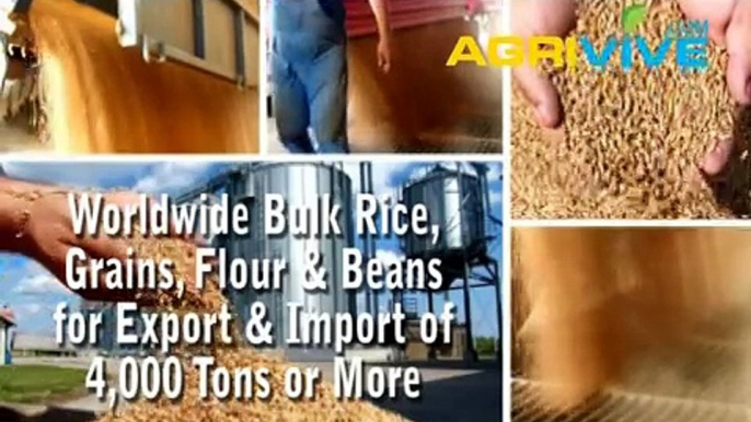 Buy Bulk White Rice for Import, White Rice Importer, White Rice Imports, White Rice Importing, White Rice Importers